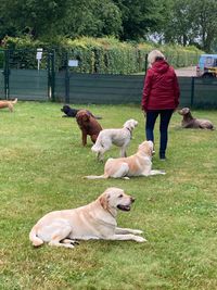 Hunde beim Hundetraining